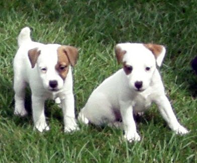 Southern Legacy's Past Puppies
